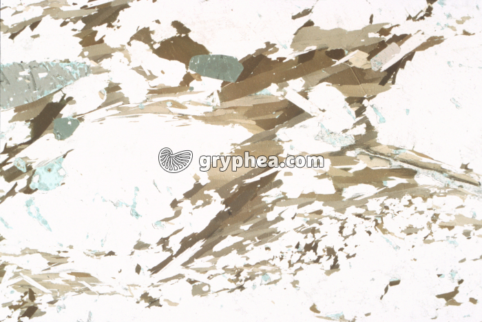 Gneiss 375  LPNA x3 - gryphea.com